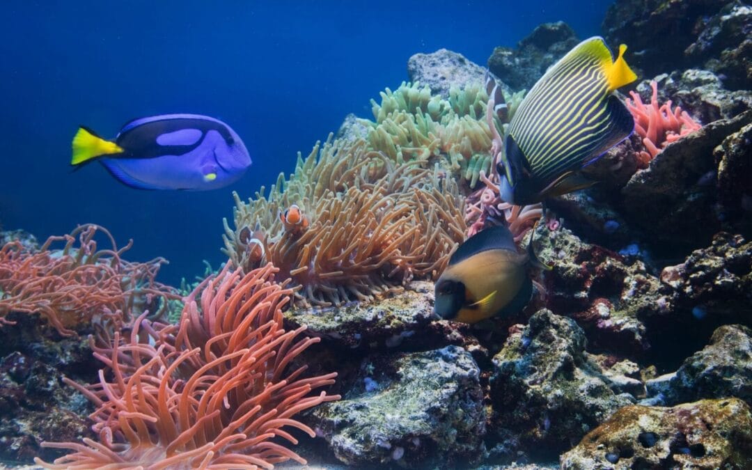 Les conseils pour débuter et apprendre la plongée sous-marine